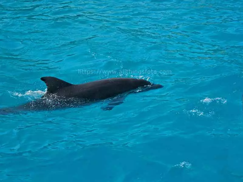 photo of a dolphin swimming through the water