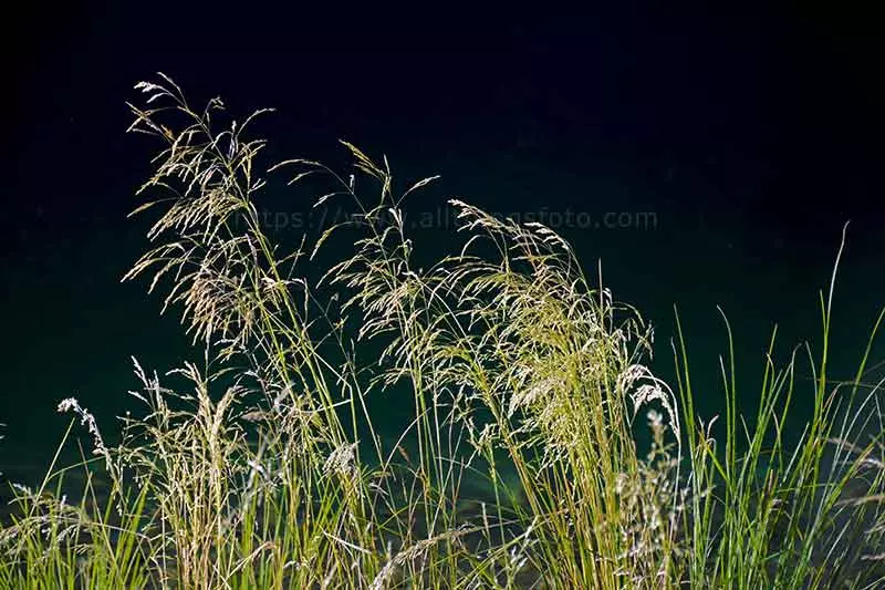 photo of morning light on grass along the lake shore