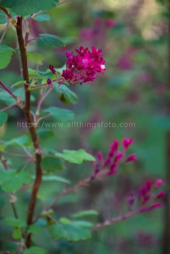 close up photo of a red flower on a garden bush