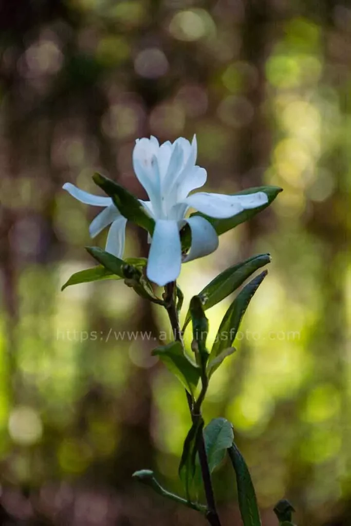 beautiful close up photo of a white flower on a garden tree