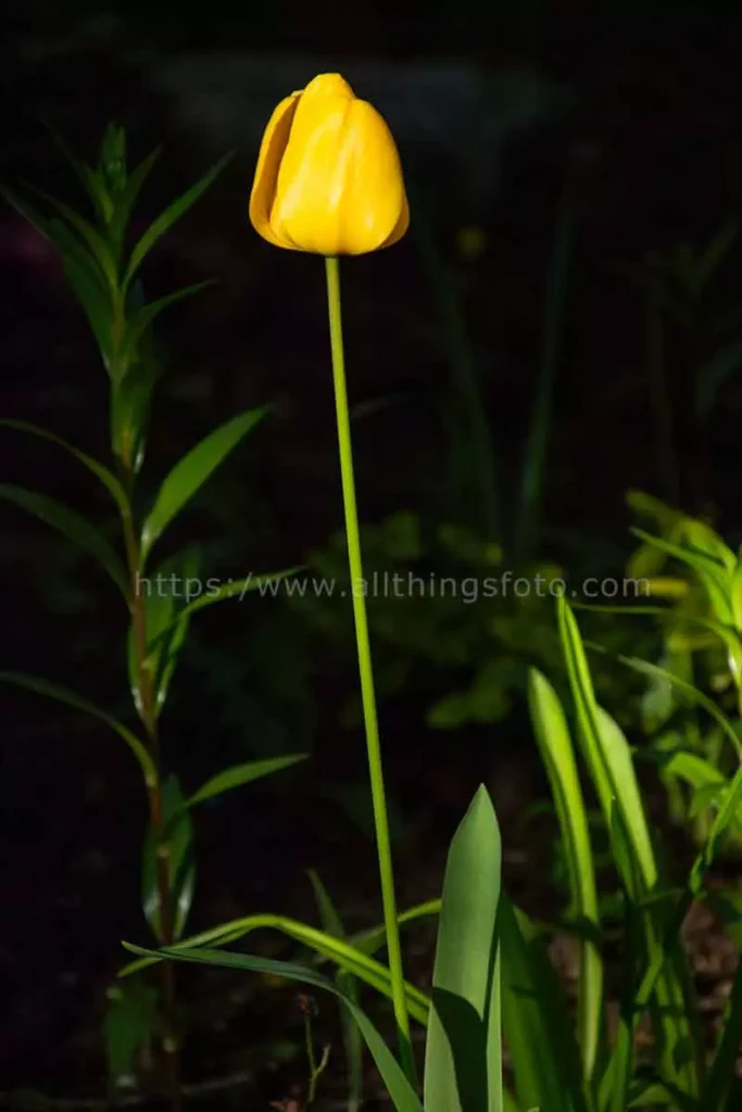 photo of a yellow tulip flower not opened yet with early morning sun light